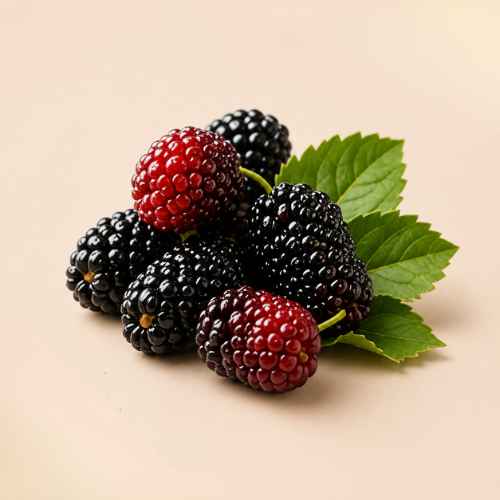 Mulberry Extract